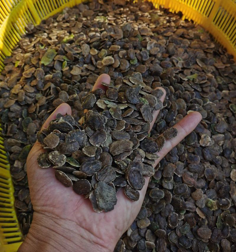 新采黄花梨种子正宗海南黄花梨种子降香黄檀种子花梨木树种