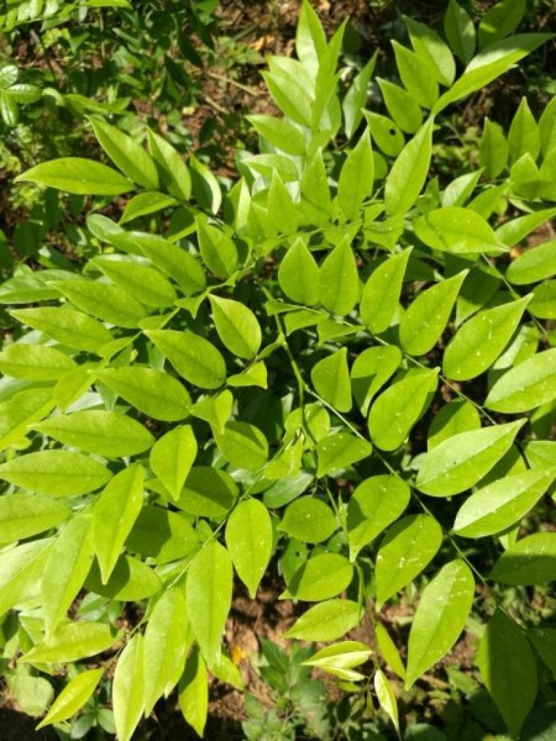 新采黄花梨种子正宗海南黄花梨种子降香黄檀种子花梨木树种