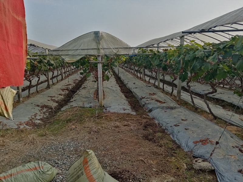 精品鸡粪四川优质有机肥高温EM菌发酵加酵素。经济实惠。