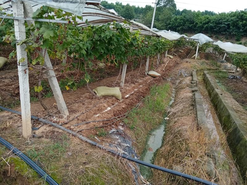 精品鸡粪四川优质有机肥高温EM菌发酵加酵素。经济实惠。