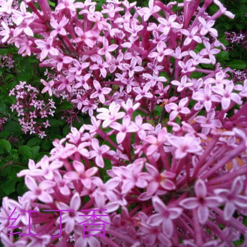 当年新采紫丁香种子紫丁香树种籽紫丁香花种子暴马丁香
