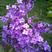 当年新采紫丁香种子紫丁香树种籽紫丁香花种子暴马丁香