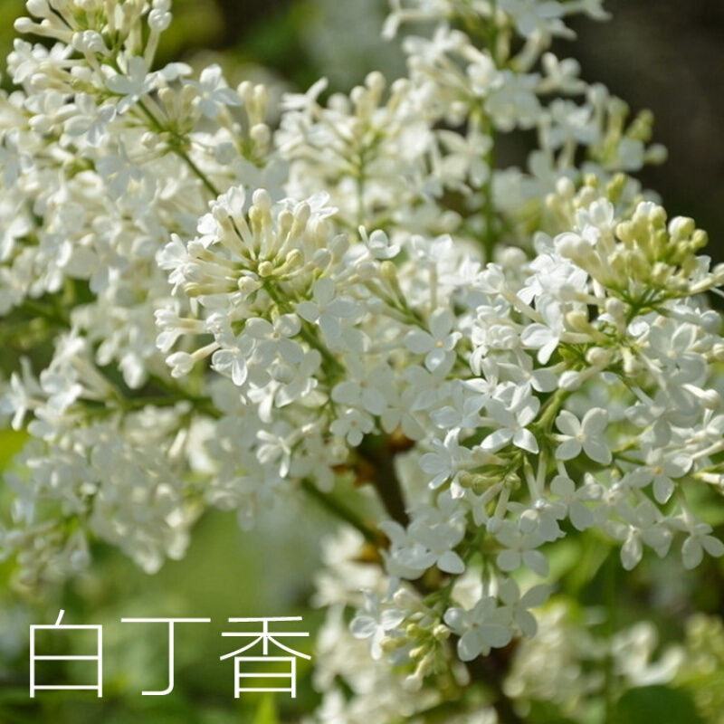 当年新采紫丁香种子紫丁香树种籽紫丁香花种子暴马丁香