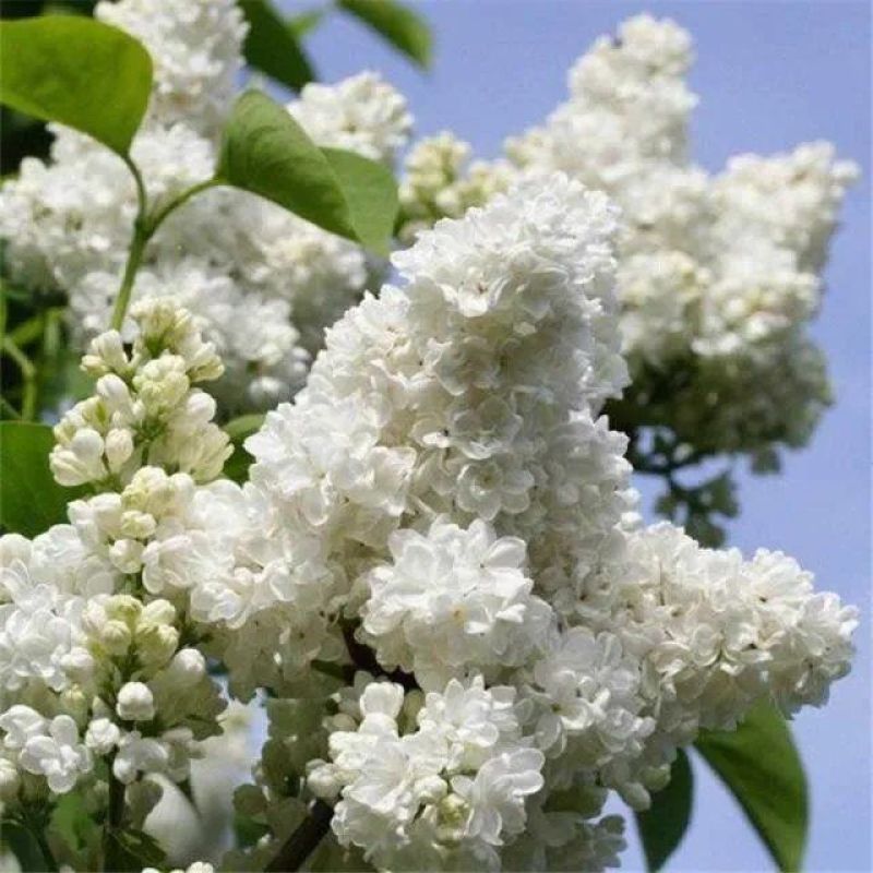 当年新采紫丁香种子紫丁香树种籽紫丁香花种子暴马丁香