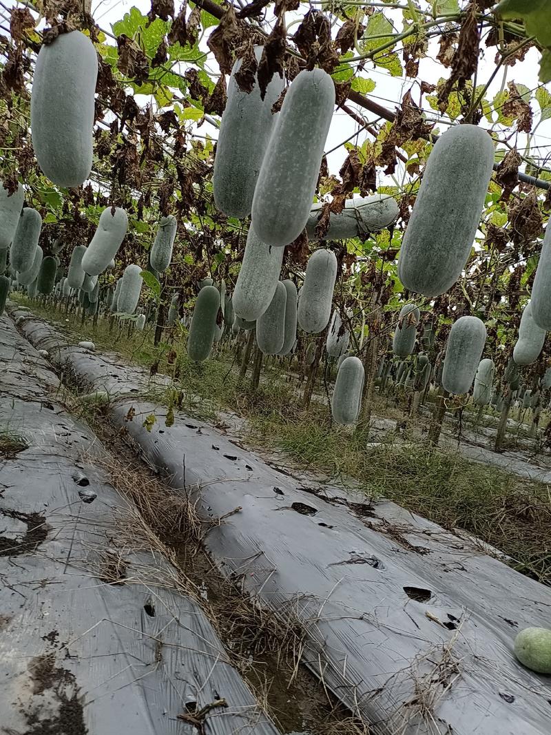 四川自贡翡翠小冬瓜，2一6斤一个，欢迎来电获取报价。