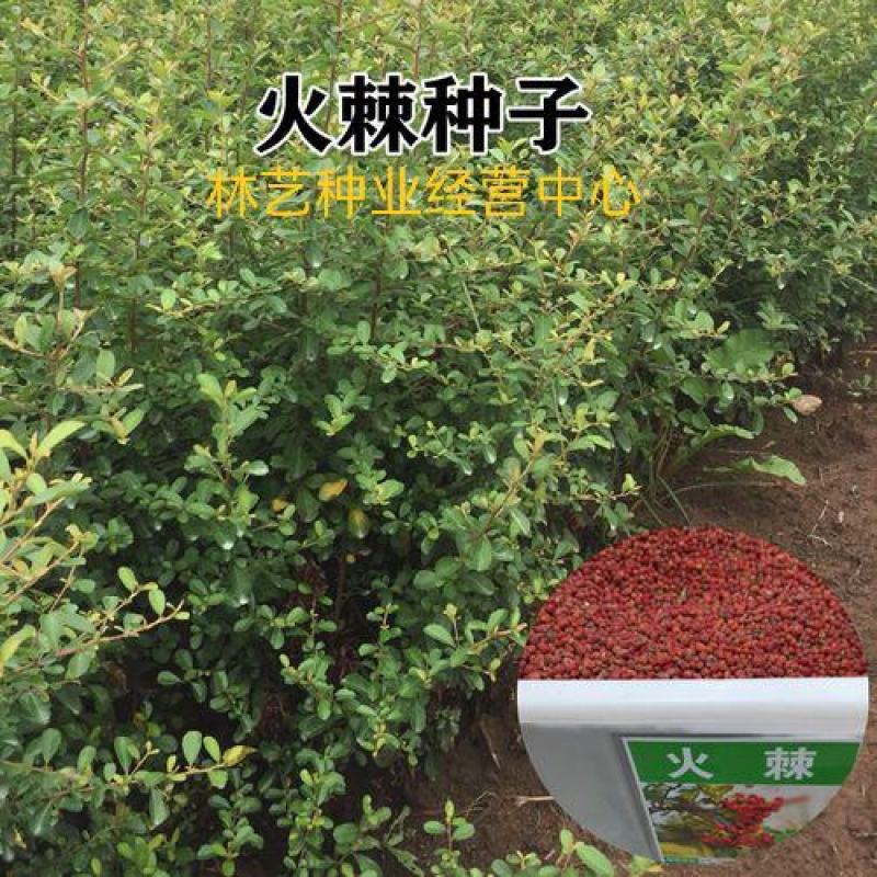 新采火棘种子火棘种籽林木树种沙棘围墙铁篱笆种子红刺木黑刺