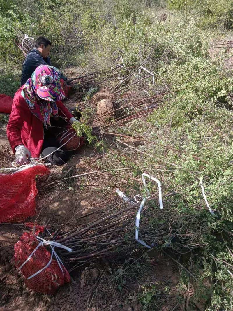 山西运城黄刺玫，基地批发，现挖现发，欢迎各位老板的到来。