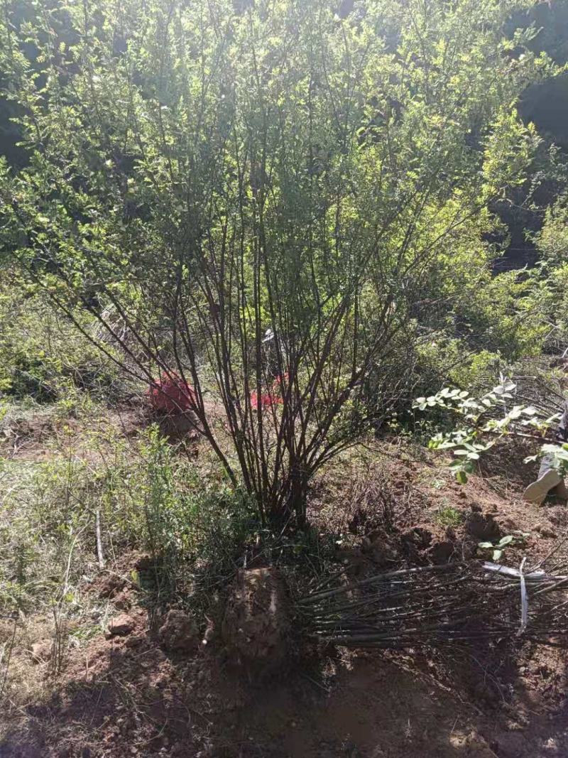 山西运城黄刺玫，基地批发，现挖现发，欢迎各位老板的到来。