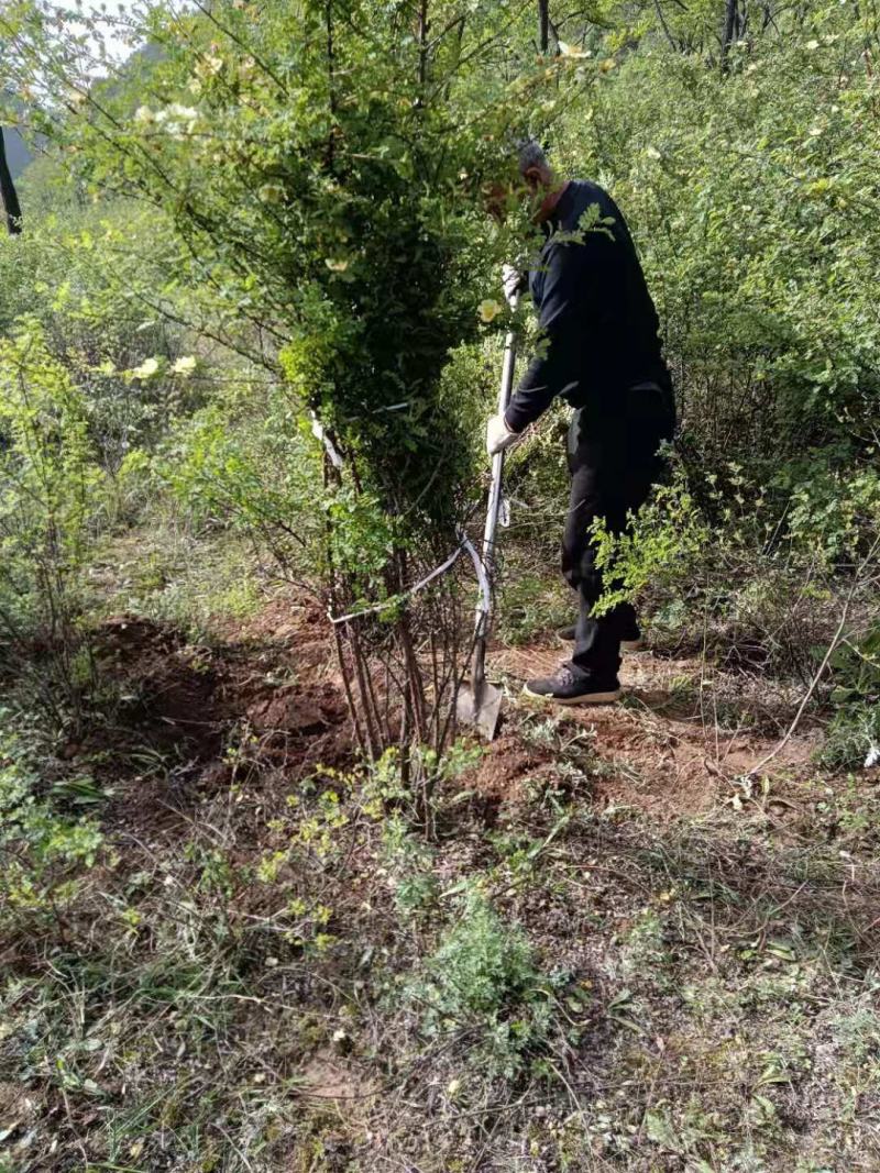 山西运城黄刺玫，基地批发，现挖现发，欢迎各位老板的到来。