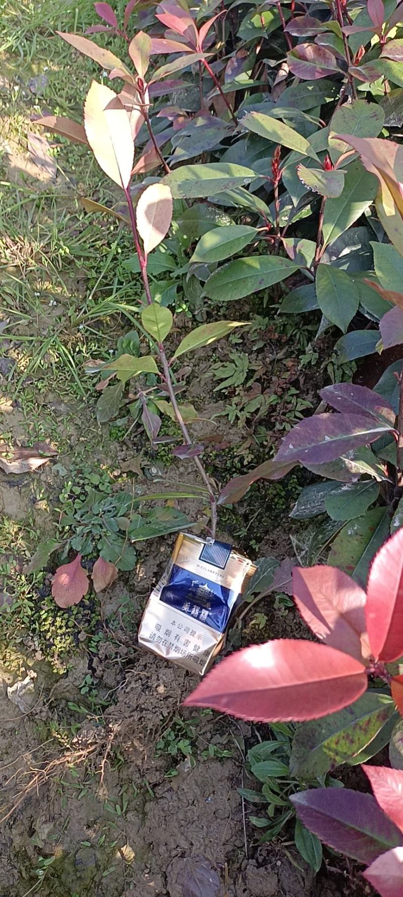 红叶石楠树，红叶石楠树苗，红罗宾红叶石楠苗，红叶石楠苗