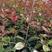 红叶石楠树，红叶石楠树苗，红罗宾红叶石楠苗，红叶石楠苗