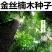 新采金丝楠木树种子四川金丝楠木种子紫楠种籽小叶桢楠