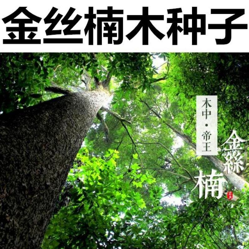 新采金丝楠木树种子四川金丝楠木种子紫楠种籽小叶桢楠