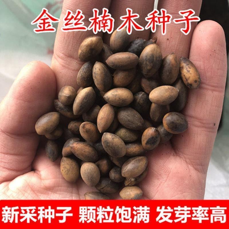 新采金丝楠木树种子四川金丝楠木种子紫楠种籽小叶桢楠