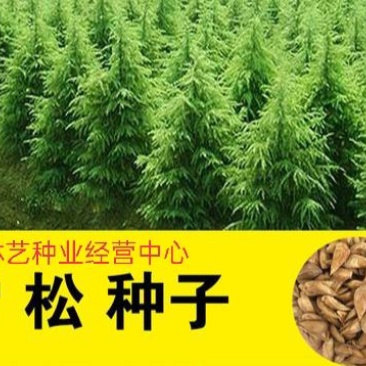 雪松种子松树种籽别墅庭院行道绿化美观林木树种四季常绿长青
