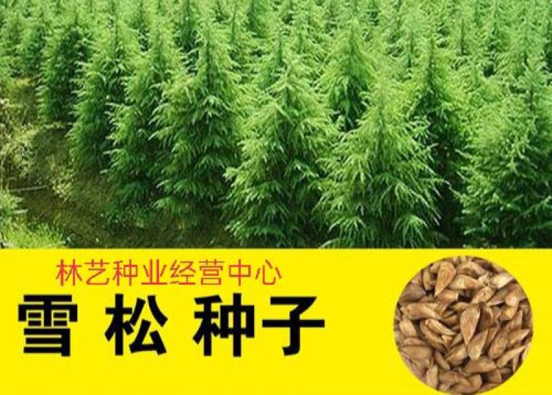 雪松种子松树种籽别墅庭院行道绿化美观林木树种四季常绿长青