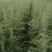 雪松种子松树种籽别墅庭院行道绿化美观林木树种四季常绿长青