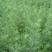 雪松种子松树种籽别墅庭院行道绿化美观林木树种四季常绿长青