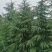 雪松种子松树种籽别墅庭院行道绿化美观林木树种四季常绿长青