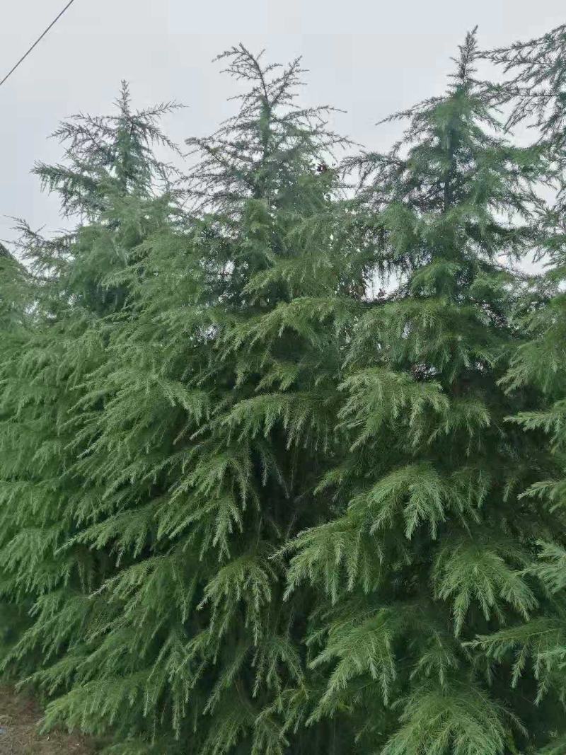 雪松种子松树种籽别墅庭院行道绿化美观林木树种四季常绿长青