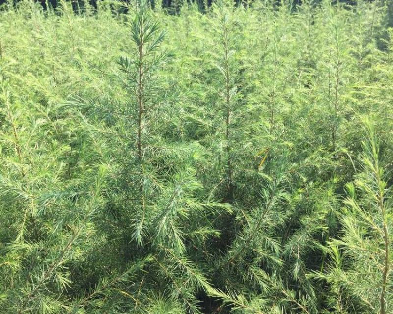 雪松种子松树种籽别墅庭院行道绿化美观林木树种四季常绿长青
