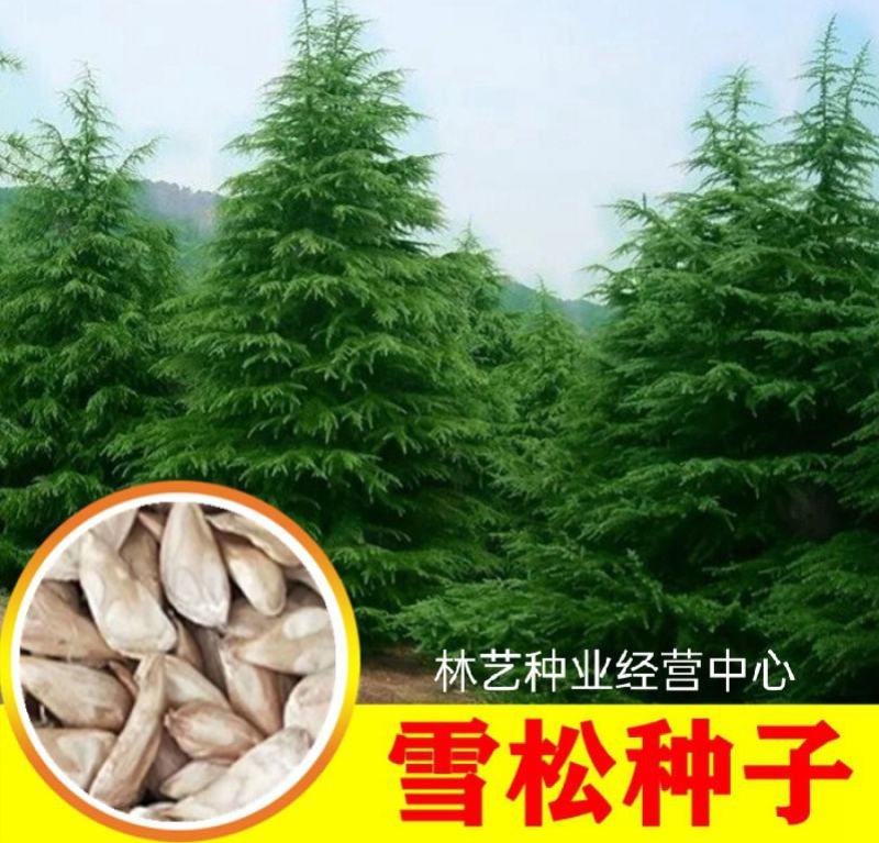 雪松种子松树种籽别墅庭院行道绿化美观林木树种四季常绿长青