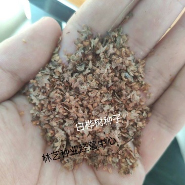 白桦树种子木材种子白桦树种子白桦树苗子种子绿化苗木种子