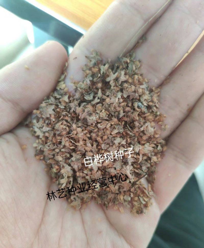 白桦树种子木材种子白桦树种子白桦树苗子种子绿化苗木种子