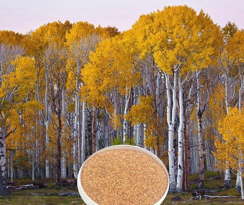 白桦树种子木材种子白桦树种子白桦树苗子种子绿化苗木种子