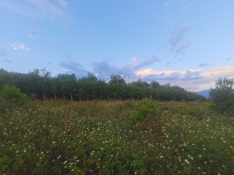 精品青香木地袋苗，米径4-7公分。基地直供