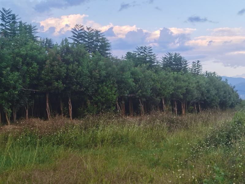精品青香木地袋苗，米径4-7公分。基地直供
