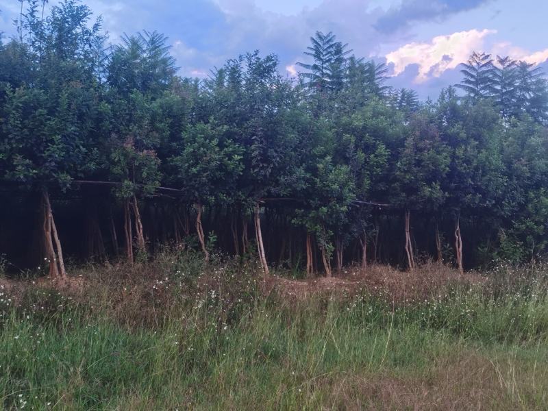 精品青香木地袋苗，米径4-7公分。基地直供