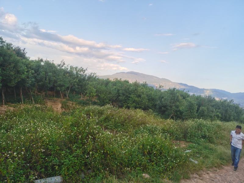 精品青香木地袋苗，米径4-7公分。基地直供