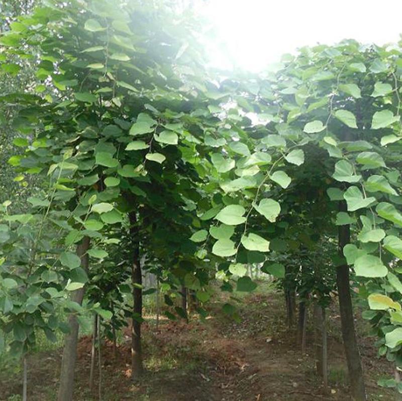 黄栌种子林木种籽国产散装四季多年生景观绿化工程观叶种孑