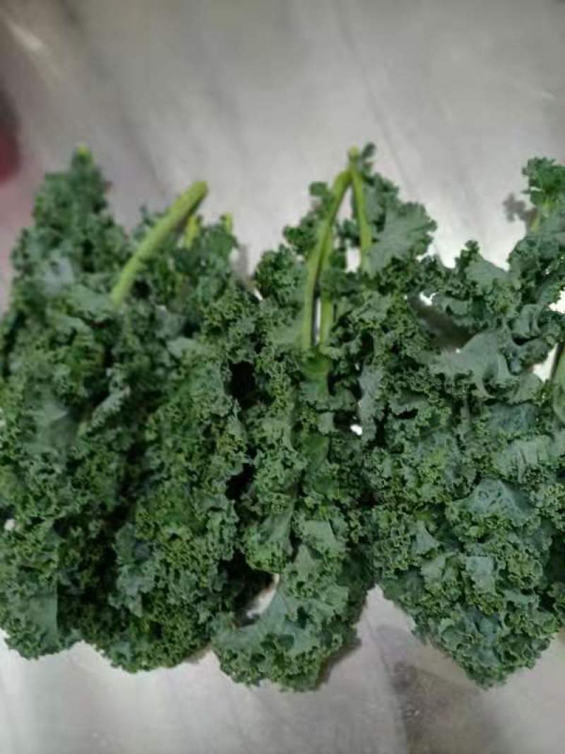 基地直供新鲜羽衣甘蓝，珊瑚菜