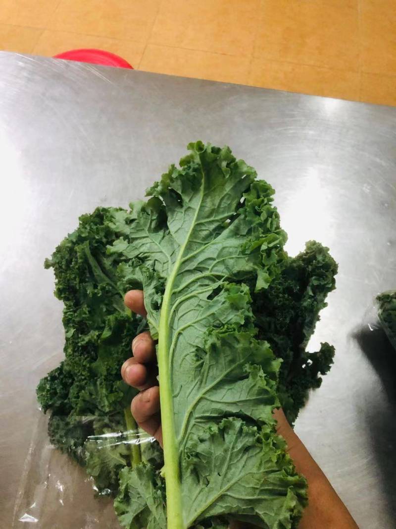 基地直供新鲜羽衣甘蓝，珊瑚菜