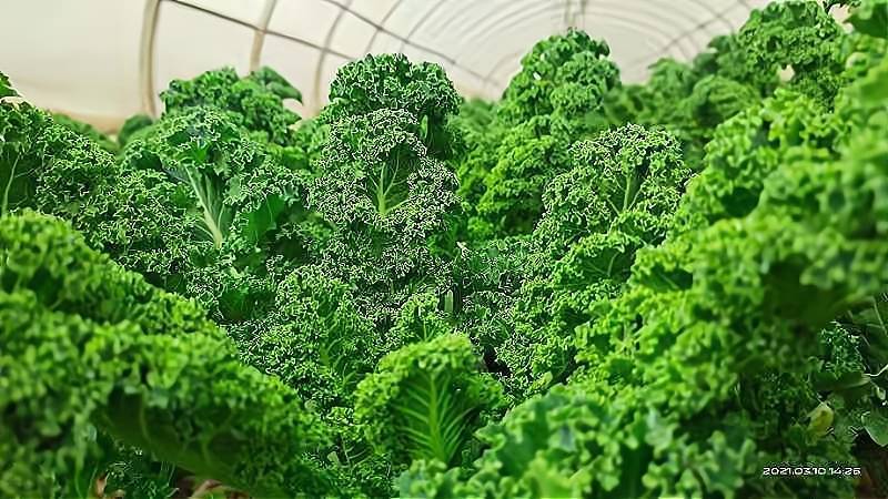 基地直供新鲜羽衣甘蓝，珊瑚菜