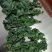 基地直供新鲜羽衣甘蓝，珊瑚菜