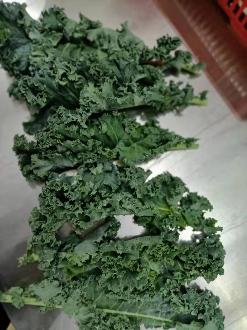 基地直供新鲜羽衣甘蓝，珊瑚菜