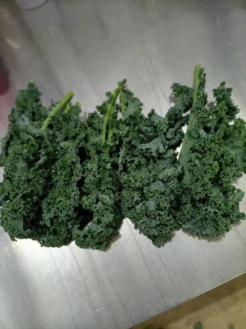 基地直供新鲜羽衣甘蓝，珊瑚菜