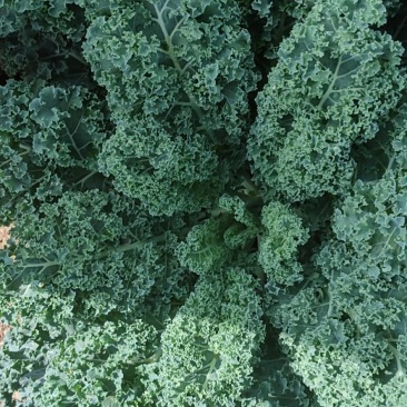 基地直供新鲜羽衣甘蓝，珊瑚菜
