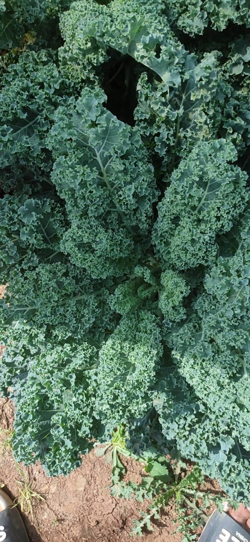 基地直供新鲜羽衣甘蓝，珊瑚菜