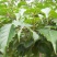 重阳木种子净秋枫枫树林木国产简单多年生夏季春季秋季种植