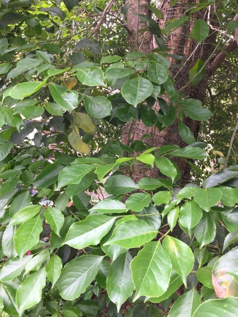 重阳木种子净秋枫枫树林木国产简单多年生夏季春季秋季种植