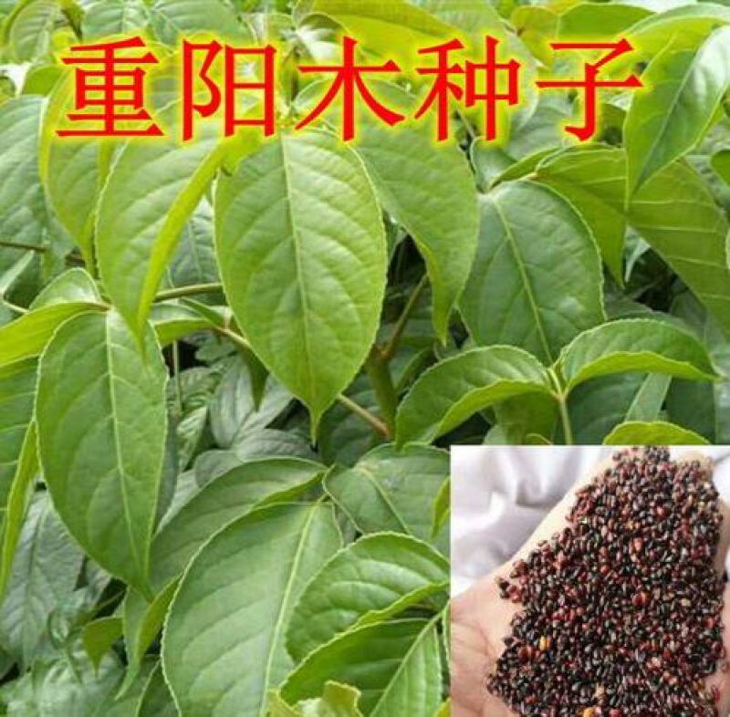 重阳木种子净秋枫枫树林木国产简单多年生夏季春季秋季种植