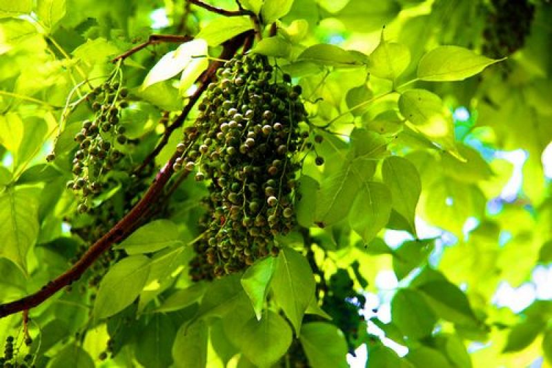 重阳木种子净秋枫枫树林木国产简单多年生夏季春季秋季种植