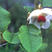 玉兰种子白玉兰种子紫玉兰种子广玉兰种子黄玉兰辛夷玉兰种子