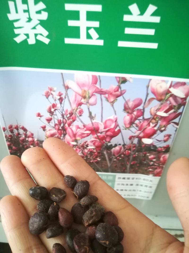 玉兰种子白玉兰种子紫玉兰种子广玉兰种子黄玉兰辛夷玉兰种子