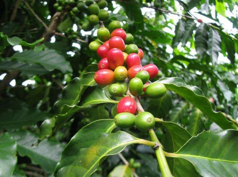 咖啡树种子林木种籽国产散装四季多年生景观绿化工程观叶种孑