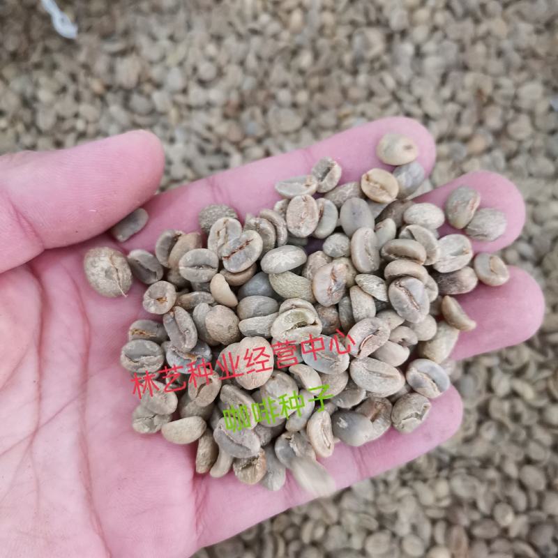 咖啡树种子林木种籽国产散装四季多年生景观绿化工程观叶种孑